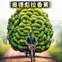 一命通關下載